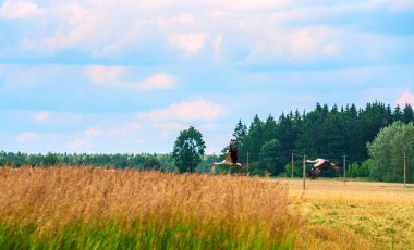 Leylek tarlanın üzerinde uçar.
