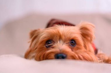 Yorkshire Teriyerinin Portresi