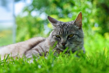 Doğadaki gri bir kedinin portresi.