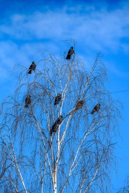 Bir karga sürüsü gökyüzüne karşı bir ağaçta oturuyor..