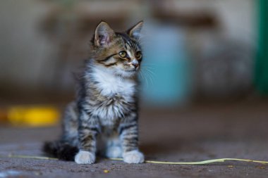 Arka planı çok bulanık olan küçük bir kedi yavrusunun portresi..