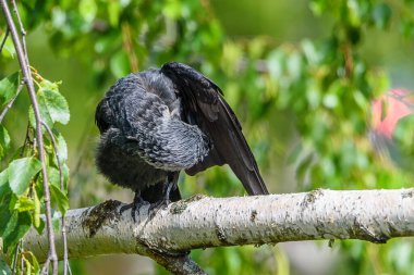 Karga kanatlarını temizler. Bir dalda duruyor.