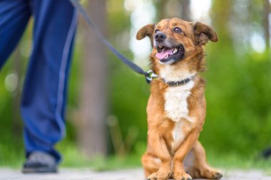 Parkta tasmalı bir köpek gezintisine çıkmış..