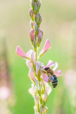 Bir arı çiçeğin içinde nektar toplar..
