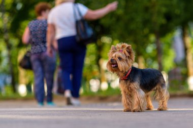 Güneşli bir günde Yorkshire Teriyerinin portresi.