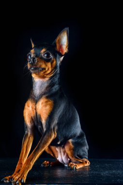 Bir fotoğraf stüdyosundaki siyah arka planı olan küçük güzel bir köpeğin portresi.