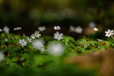Orman çiçekleri güneşli bir günde kapanır.