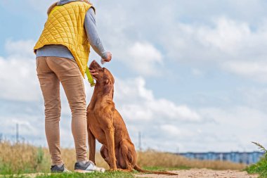 Tarlada bir köpekle yürüyen bir kız..