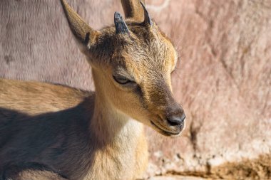 Yakından genç bir geyiğin portresi.