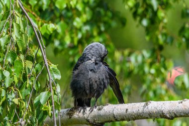 Karga tüyleri temizler. Bir dalda duruyor..