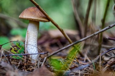 Ormandaki mantar makrosu