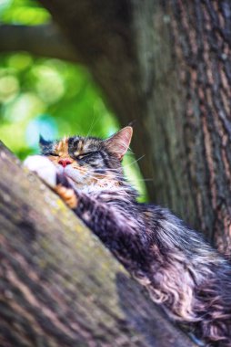 Evcil bir Maine Rakunu bir yaz parkında ağaçta oturur..