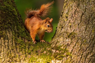 Ağaçta oturan bir sincabın portresi.