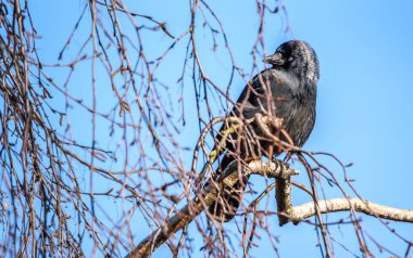 Bir karga dalların arasında bir ağaçta oturur.