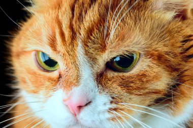 Güzel kırmızı kedi siyah arka planda