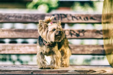 Parktaki Yorkshire Teriyeri. Yüksek anahtarla çekilmiş..