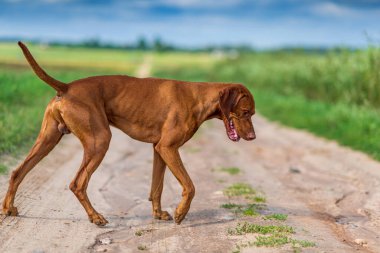 Üzgün bir safkan köpek yolda oturuyor..