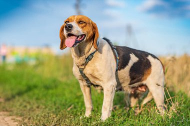 Estonya tazısının portresi. Temiz hava..