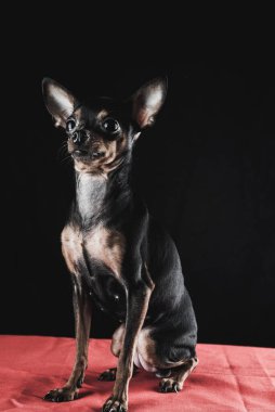 Siyah arka planda küçük bir köpek..