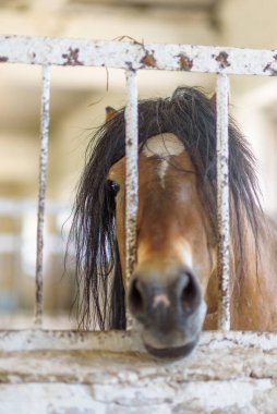 At ahırda. Yaklaş..