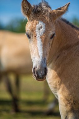 Bulanık bir geçmişi olan köylü bir tayın yakın plan portresi..