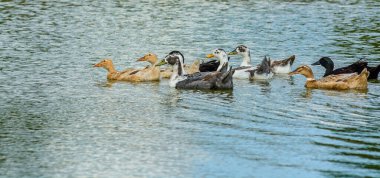Gölette yüzen ev ördekleri
