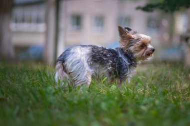 Terrier parktaki çimlerde oynuyor. Yakından çekilmiş..