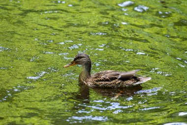 Ördekler gölette yüzer.