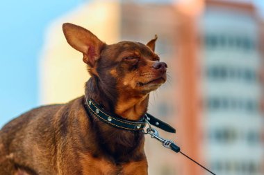 Küçük ev köpeğini yürüyüşe çıkardım..