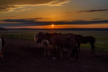 Atlar gün batımında otluyor.