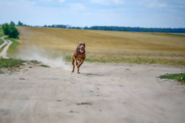 Pitbull Terrier hızlı bir şekilde tozlu yolda ilerliyor..