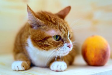 Şeftalinin yanındaki kırmızı kedinin portresi.