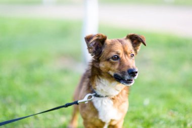 Çimenlerde oynayan korkmuş bir köpek..