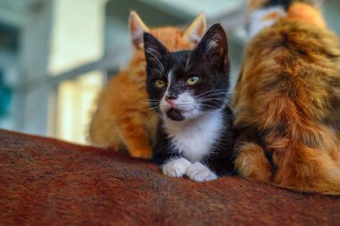 Atın sırtındaki kedi yavruları ahırda.