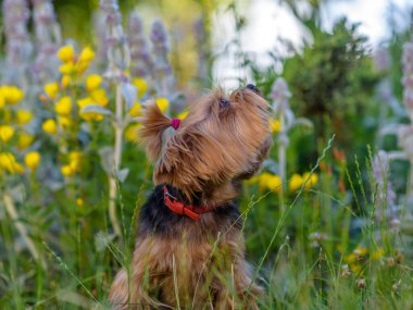 Yorkshire Teriyeri parkta çiçeklerle oynuyor..