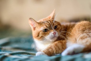 Kırmızı kedi kanepede yatıyor. Yakından çekilmiş..