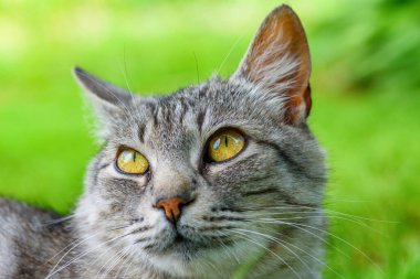 Doğadaki gri bir kedinin portresi.