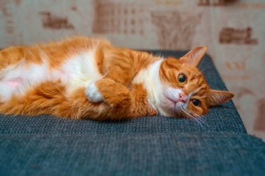 Kanepede dinlenen büyük gözlü ev kırmızı kedisi.