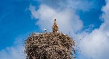 Yuvadaki leylek gökyüzüne yakın çekim.