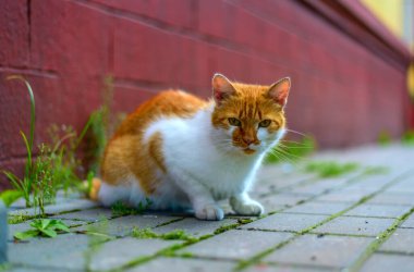 Kaldırımda kırmızı kedi