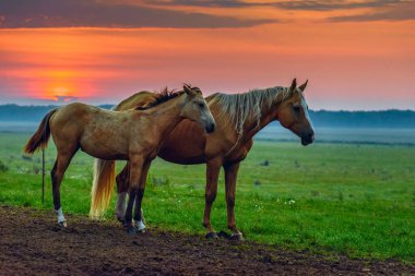Atlar şafakta otlar.