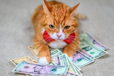 Yüzlerce dolarlık banknotları olan evcil bir kedinin portresi..