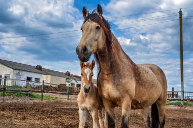 Köy atları ahırda duruyor. Fotoğraflı yakın plan..