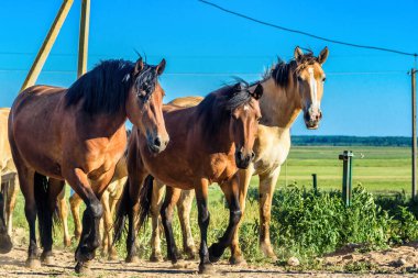 Çiftlikteki at sürüsü gider.