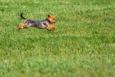 Yorkshire Teriyeri Çimlerin üzerinde Çalışıyor