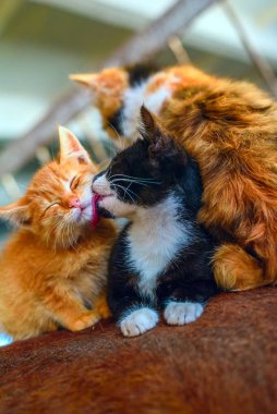 Atın sırtındaki kedi yavruları ahırda.