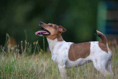 Akşamları parkta turuncu elbiseli Jack Russell Terrier. Yakından çekilmiş..