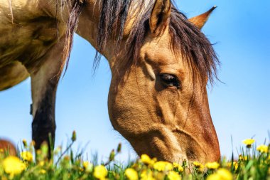 Karahindiba tarlasında otlayan atlar.