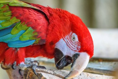 Hayvanat bahçesindeki bir papağanın portresi