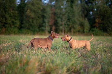 İki Amerikan pitbull teriyeri ormanın yakınındaki bir arazide oynuyorlar..
